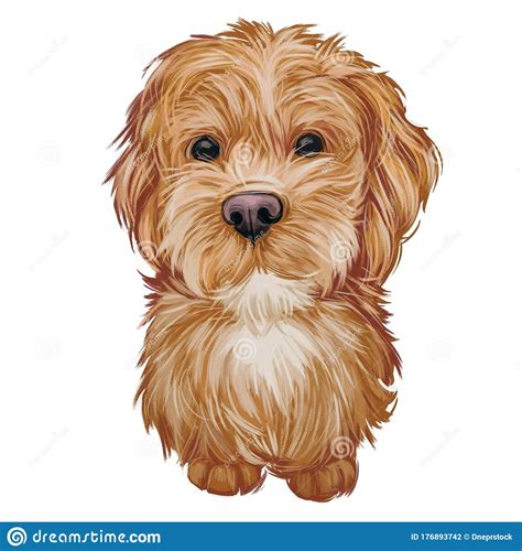Labradoodle Dog Digital Art Illustration Of Cute Canine Animal Crossbreed Dog Created By