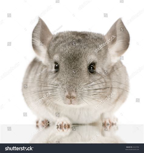 Young Chinchilla Front White Background Stock Photo 2522704 Shutterstock