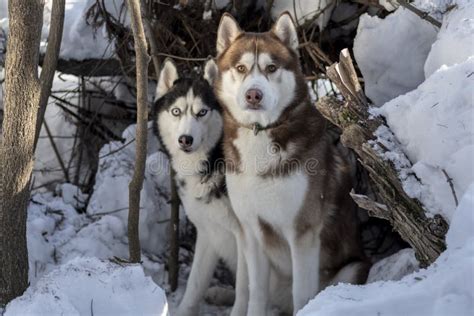 Siberian Husky Dogs In Sunny Winter Forest Stock Photo Image Of