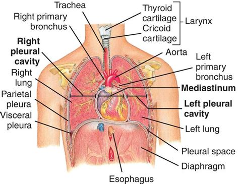 Thoracic Cavity Basic Anatomy And Physiology Human Anatomy And Physiology