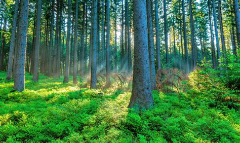 Instead Of Planting Trees Keep Forests Healthy