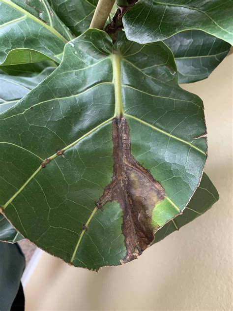 Bacterial Underwater If Or Root Rot The Fiddle Leaf Fig Plant Resource