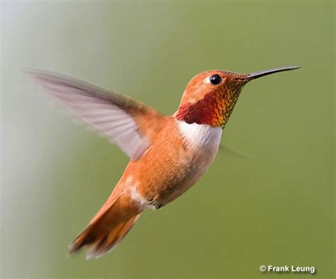Rufous Hummingbird Id Facts Diet Habit And More Birdzilla