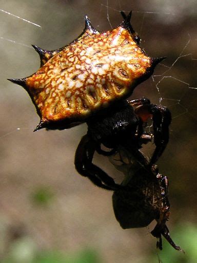 Snack Attack Biscuit Kite Spider Featured Creature
