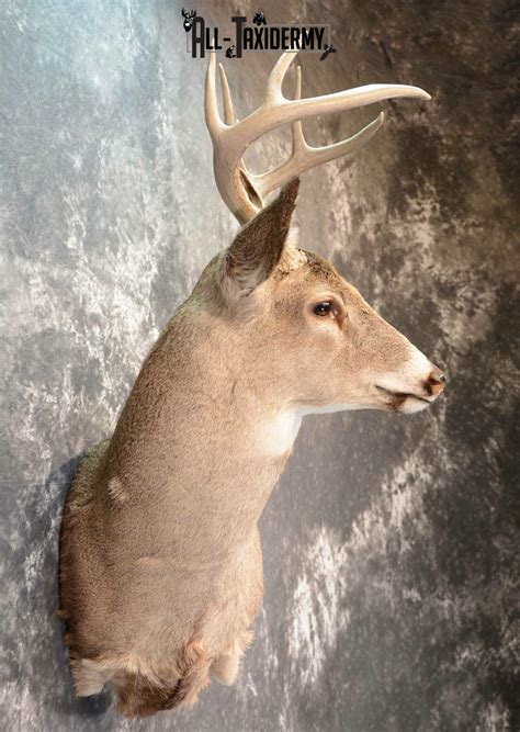 Whitetail Deer Taxidermy Mount For Sale Sku 1075 All Taxidermy