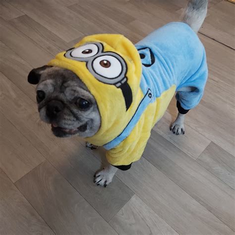 Dog Costume Minions Ubicaciondepersonascdmxgobmx