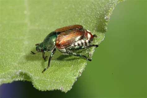 All Natural Ways To Save Your Garden From Japanese Beetles Off The