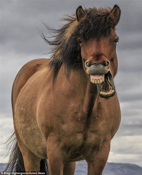 Is This The Worlds Happiest Horse Funny Horse Face Horses Horse
