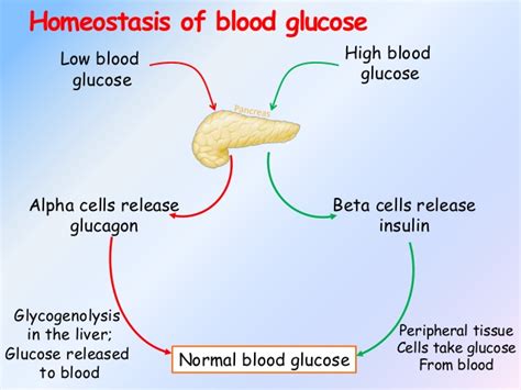 Regulation Of Blood Glucose Glucose Homeostasis Bioch Vrogue Co