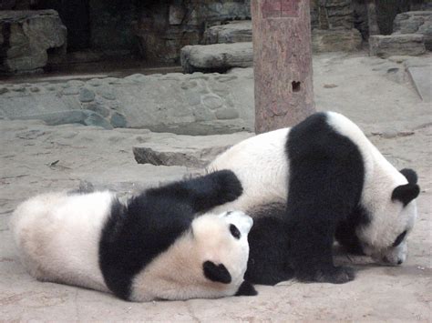Panda Bears Beijing Zoo Panda Bears Cavorting The The Bei Flickr