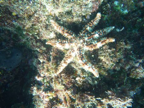 Starfish 7 Legs Steren Giannini Flickr