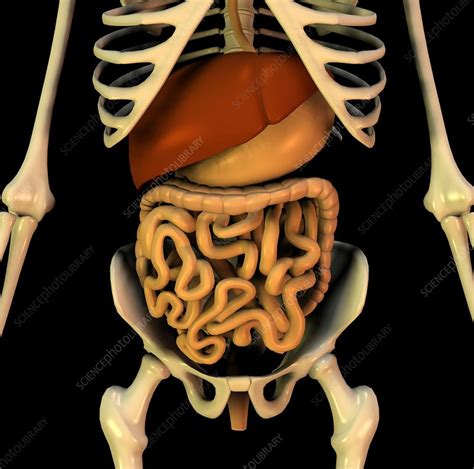 Abdominal Organs Anatomical Artwork Stock Image C0011694