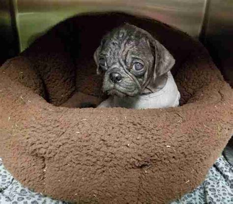 Hairless Little Pug Found On Austin Streets Has The Best New Life The