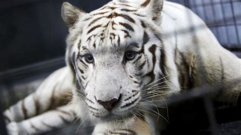 Look up tigre in wiktionary, the free dictionary. Un tigre blanco ataca mortalmente a un trabajador del zoo ...