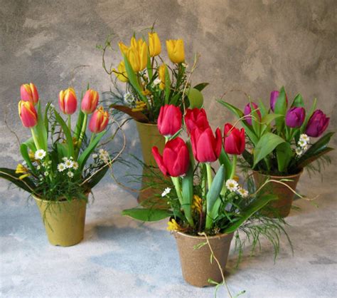Clustered flowers hang lusciously from sturdy stalks, resembling bundles of grapes; Mini Spring Flower Pots Pictures, Photos, and Images for ...