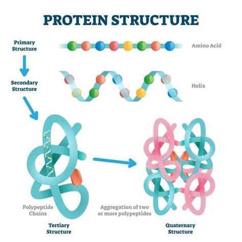 Quaternary Structure Of Protein Diagram