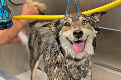 Dog Grooming Near Me - Collar Club