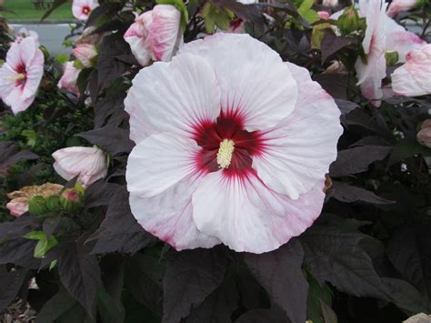 Celebrate Summerific Rose Mallow Hibiscus Week What Grows There