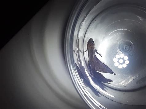 If no one can advise here, give it a while though, put it in the fish emergency section. My betta fish has been lying on the bottom of his tank for ...
