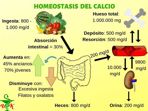 LOS DIFERENTES CALCIOS Y OSTEOPOROSIS EL BLOG DE FARMABEKA