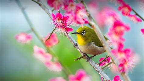 This concept is formed by the combination of two words in kanji japanese believe that eyes are the mirror of a human soul. Japanese white-eye (Zosterops japonicus) on the plum tree ...