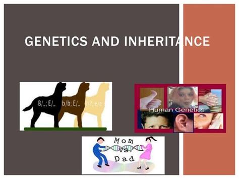 01 Mendelian Genetics