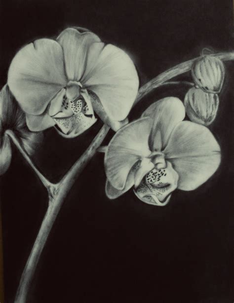 Orchid Flower Drawing In Pencil At Getdrawings Free Download