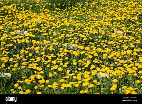 Dandelion Meadow Stock Photo Alamy