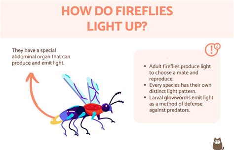 Why Do Fireflies Light Up How Fireflies Glow