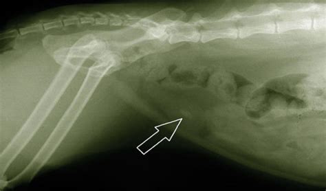 Unfortunately, i've yet to see a. Urine Crystals and Bladder Stones in Cats | PetCoach