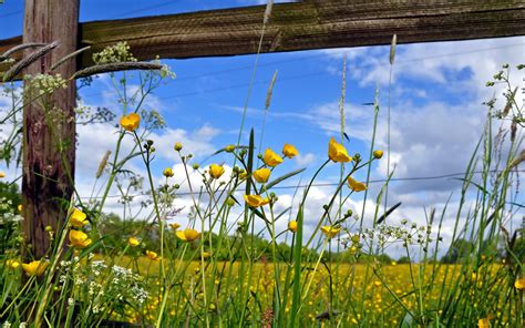 Yellow Petaled Flower Field Under Blue And White Cloudy Sky During