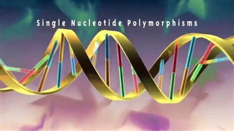 SNPs Single Nucleotide Polymorphism Better Explained Biochemistry
