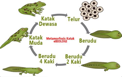 Selain itu, hewan yang tidak mengalami tahapan metamorfosis tidak sempurna ini juga akan mengalami fase pupa/kepompong. 5 Contoh Hewan yang Mengalami Metamorfosis Sempurna dan ...