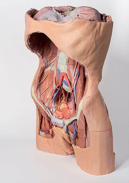 Abdominal anatomy, abdomen, gastrointestinal anatomy, gastrointestinal system. Anatomical Model- Posterior Abdominal wall