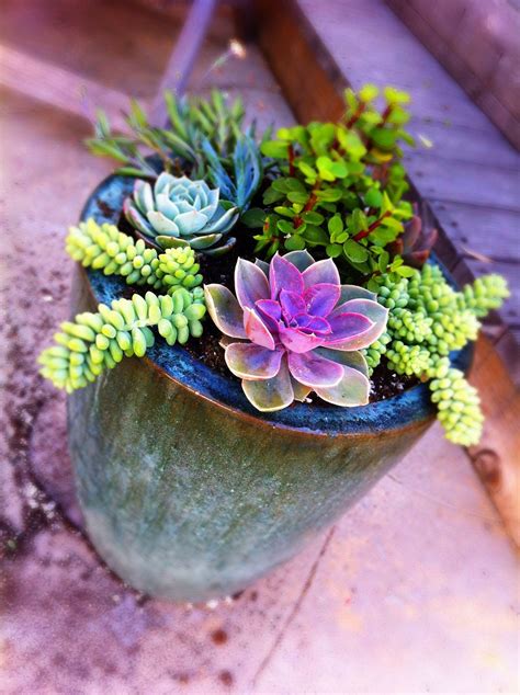 Succulents Pots Diy
