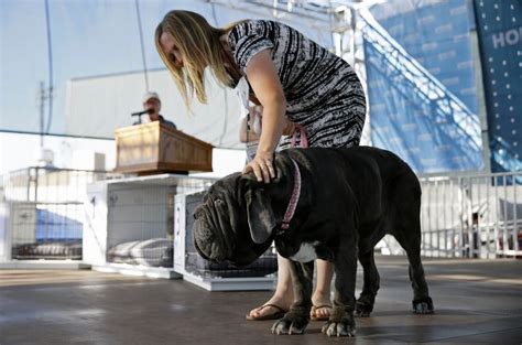 Huge Homely Mastiff Named Martha Wins Worlds Ugliest Dog The