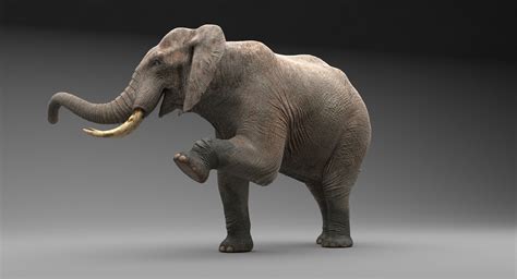Elephant Animated — Missset
