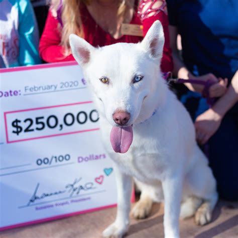 PETCO FOUNDATION CELEBRATES LOVE, SURPRISES ANIMAL FRIENDS OF THE