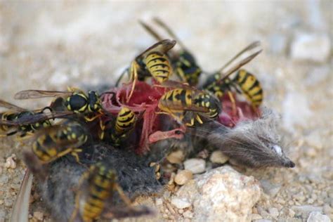 Dementor Wasp Newly Discovered Wasp Species Turns Cockroaches Into Zombies Latin Post Latin