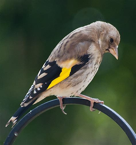 Sad Bird A Young Goldfinch Rodney Harris Flickr