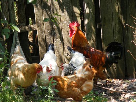 Chicken Chickens Farm · Free Photo On Pixabay