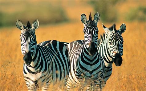 Animal Zebra Hd Wallpaper