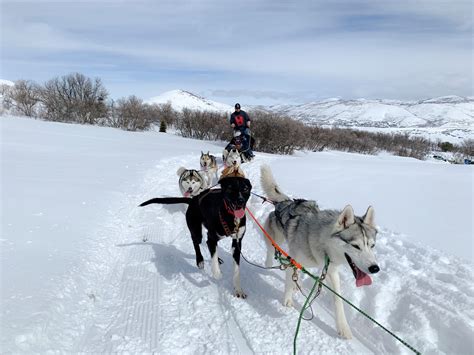 Everything You Need To Know About All Seasons Adventures Dogsledding