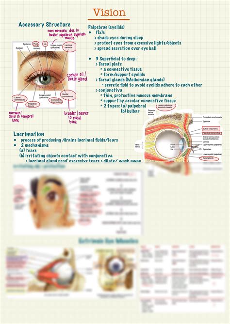 SOLUTION Anatomy And Physiology Special Senses Studypool