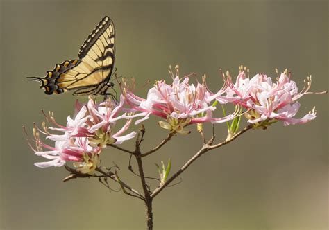 Swallowtail Sipping Eastern Tiger Swallowtail On An Azalea Flickr