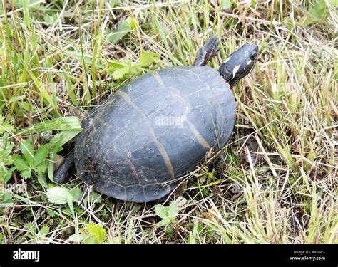 Northern Painted Turtle Male Stock Photo Alamy