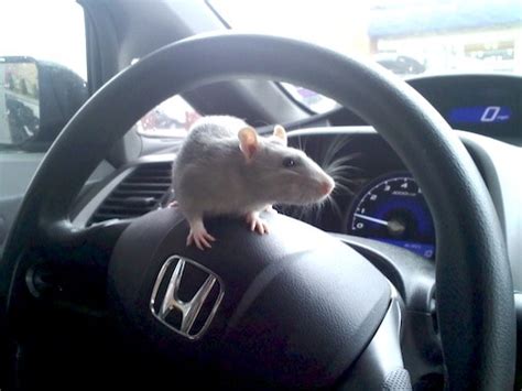 Step 4 clean the affected area with a commercial disinfectant cleaner, water and cloth. How to Keep Mice Out of Your Car | Mouse Trap Guide