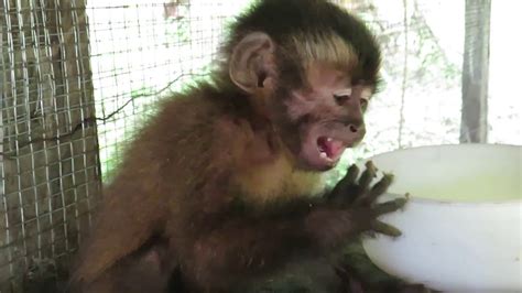 They are all ready to leave at 16 weeks old and they are very healthy, daiper trained and tamed and very good eaters. Rescued baby Capuchin Monkey adorably eating breakfast ...