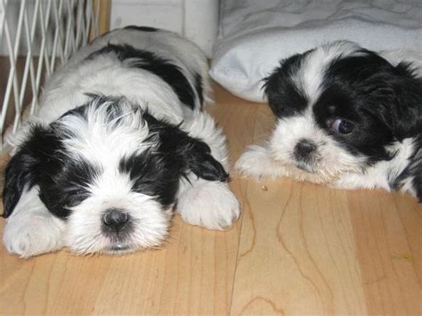 Cute Puppy Dogs: black and white shih tzu puppies