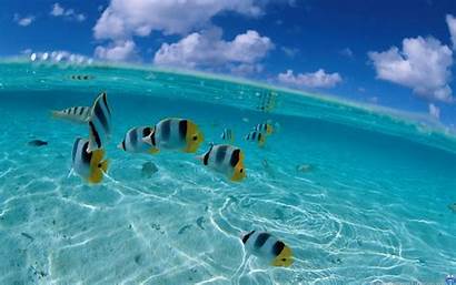 Half Water Under Fish Underwater Cool Shots